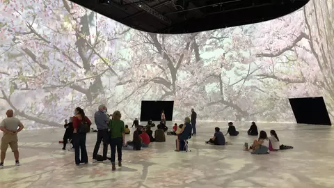 Visitors sit on the floor of a large exhibition space, surrounded by immersive projections of cherry blossom trees.