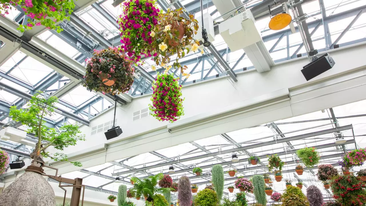 Hanging flower baskets and various plants are displayed in a bright, modern greenhouse with a glass ceiling.